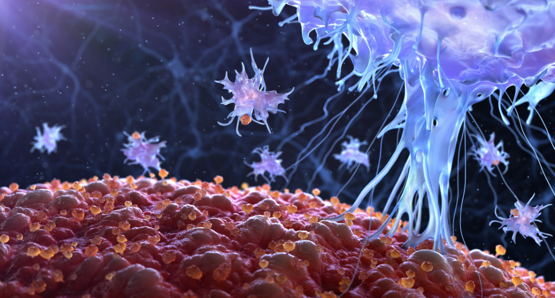 immune system